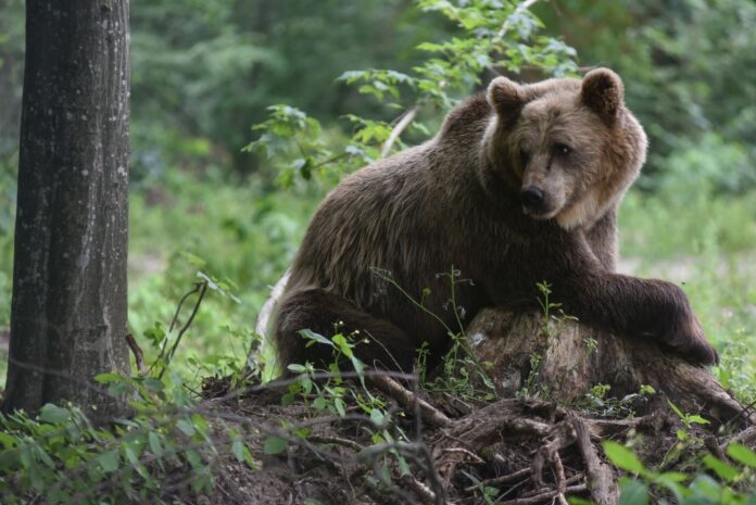 Igaunija, brūnais lācis, gada dzīvnieks, dzīvā daba, ekoloģija, Igaunijas meži, dzīvnieku labturība, medības