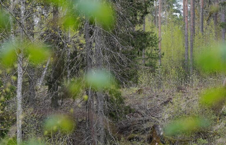 bērns, pazudusī māte, Valsts policija, meklēšana