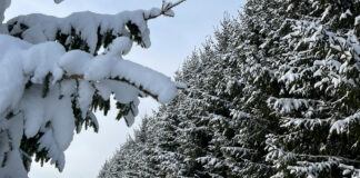 LVM, egles, Ziemassvētki, Ziemassvēttku egles, svētki, mežs, noteikumi, egļu ciršana