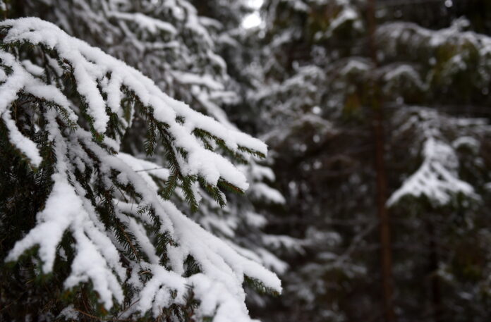 Latvijas valsts meži, Putniņš, meža nozare, nākāmā gada izaicinājui, klimata pārmaiņas, mežs