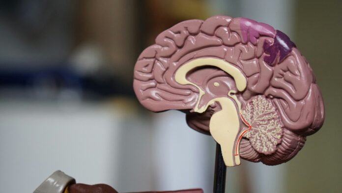 Neuralink, Īlons Masks, čips, smadzenes