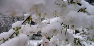 sniega sega, pavasaris, aprīlis, laika prognoze