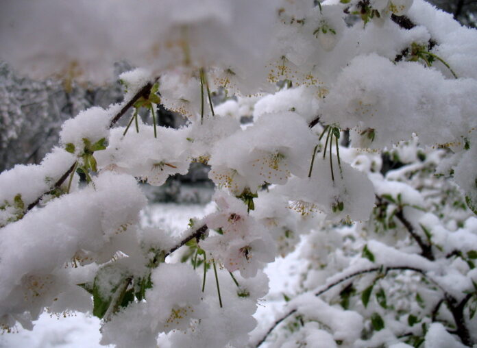 sniega sega, pavasaris, aprīlis, laika prognoze