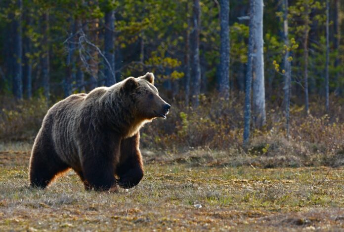 lācis, lāči, Slovākija, nošaušana, likumprojekts, mežs