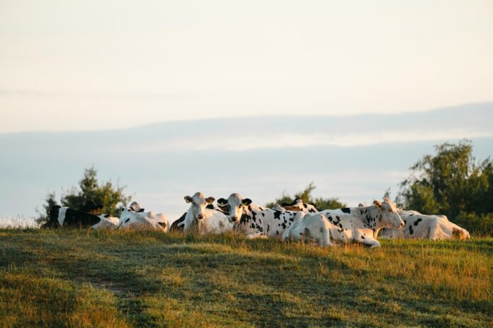 Dānija, lauksaimniecības, oglekļa dioksīds, CO2, emisijas