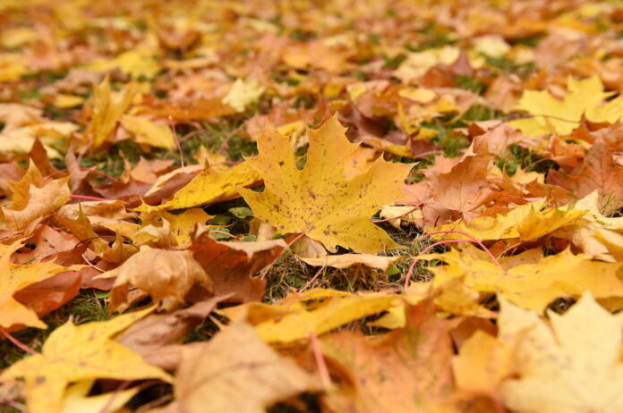 rudens, laika prognoze, brīvdienas, oktbris, vēss laiks