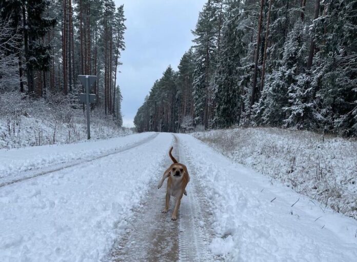 sniegs, ziema, laika prognoze, decembris, brīvdienas