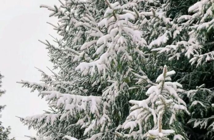 laiks, laika ziņas, sniegs, vējš, siltāks gaiss, decembris