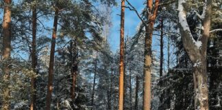 Sodra, Baltijas valstīm, Zviedrijas lielākā mežu īpašnieku asociācija