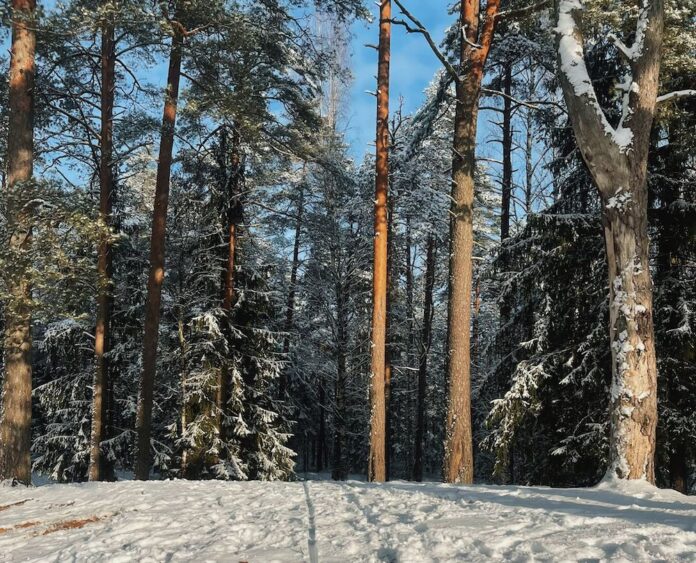 Sodra, Baltijas valstīm, Zviedrijas lielākā mežu īpašnieku asociācija