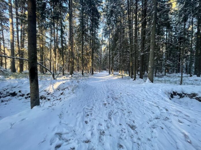 laiks, ziema, sals, atkusnis, nedēļas laika ziņas