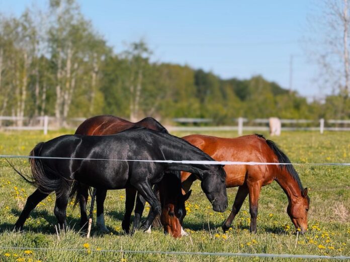 maijs, laika prognoze, laikapstākļi, lietus, pērkons, negaiss