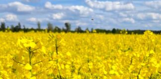 laikapstākļi Latvijā, laika prognoze, trešdien laiks, nedēļas nogales laiks, UV starojums Latvijā, lietus prognoze, gaisa temperatūra Latvijā, meteoroloģiskā prognoze, migla un redzamība, brīvdienu laiks,