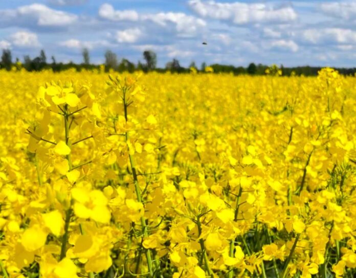 laikapstākļi Latvijā, laika prognoze, trešdien laiks, nedēļas nogales laiks, UV starojums Latvijā, lietus prognoze, gaisa temperatūra Latvijā, meteoroloģiskā prognoze, migla un redzamība, brīvdienu laiks,