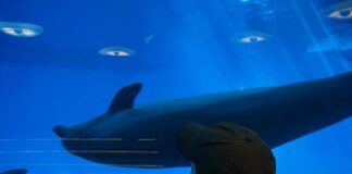 ceļojums uz Lietuvu ar bērniem, Klaipēdas delfinārijs, ko redzēt Lietuvā 2025, Kuršu kāpas Nida, cepelīni Lietuvā, ģimenes ceļojums Baltijā, vasaras maršruts no Latvijas, ko darīt Klaipēdā ar bērniem, prāmis uz delfināriju, BNN ceļojumu ieteikumi.