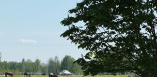 laikaprognoze Latvija, laika ziņas maijā, lietus un negaiss Latvijā, pērkona lietusgāzes austrumos, laiks brīvdienās, gaisa temperatūra +20, nedēļas laikapstākļi, migla piektdien, laikapstākļu brīdinājums, laiks svētdien Latvijā