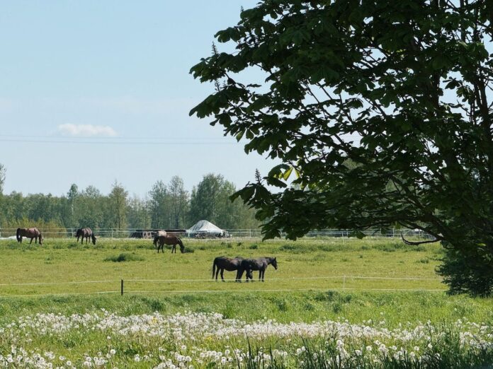 laikaprognoze Latvija, laika ziņas maijā, lietus un negaiss Latvijā, pērkona lietusgāzes austrumos, laiks brīvdienās, gaisa temperatūra +20, nedēļas laikapstākļi, migla piektdien, laikapstākļu brīdinājums, laiks svētdien Latvijā