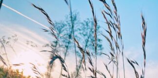 laika prognoze Līgo 2025, Jāņu nakts temperatūra, lietus un negaiss Latvijā, laika apstākļi svētkos, brīvdienu prognoze Latvijā, Vides ģeoloģijas un meteoroloģijas centrs prognoze, jūnija lietavas Latvijā, Jāņu laiks laika ziņas, vējš un negaiss jūnijā, Līgo svētki laika apstākļi