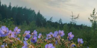 laika prognoze jūlija sākumā, svētdien stiprs vējš Latvijā, lietus un negaiss prognoze, karsts laiks Latvijā 2024, gaisa temperatūra +30 grādi, vasaras laika prognoze Latvijā, laika ziņas nedēļai, kad Latvijā būs karstums