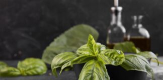 bazilika audzēšana, baziliks dārzā, baziliks uz palodzes, kā audzēt baziliku, bazilika kopšana, baziliks siltumnīcā, bazilika receptes, pesto recepte, baziliks veselībai, baziliks virtuvē, vienkāršas receptes ar baziliku, sezonas garšaugi, vasaras garšvielas