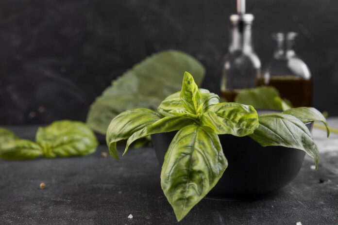 bazilika audzēšana, baziliks dārzā, baziliks uz palodzes, kā audzēt baziliku, bazilika kopšana, baziliks siltumnīcā, bazilika receptes, pesto recepte, baziliks veselībai, baziliks virtuvē, vienkāršas receptes ar baziliku, sezonas garšaugi, vasaras garšvielas