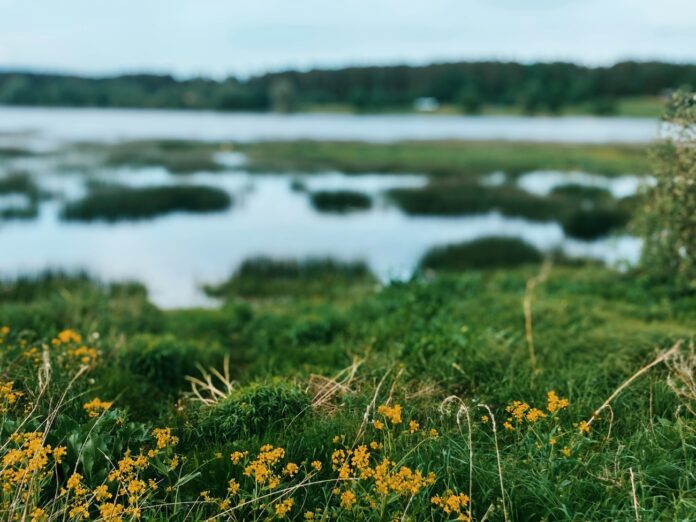 laika ziņas, laikapstākļi Latvijā, lietus Latvijā, negaiss 2024, pērkona negaiss, migla, laika prognoze jūnijā, laikapstākļi nedēļas sākumā, Latvijas Vides, ģeoloģijas un meteoroloģijas centrs