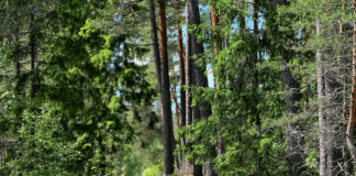 laikapstākļi Latvijā, brīvdienu prognoze, sestdien lietus, svētdien saule, pērkona negaiss, sinoptiķu prognoze, gaisa temperatūra Latvijā, vēja brāzmas, nākamās nedēļas laikapstākļi,
