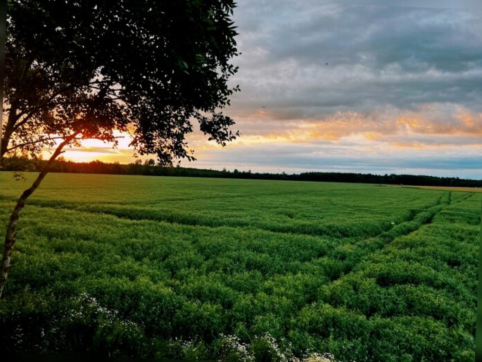 laikapstākļu prognoze Latvijā, lietus un negaiss, migla uz ceļiem, silts laiks jūlijā, nedēļas laika prognoze, temperatūra Latvijā, pērkona lietusgāzes, mākoņains laiks, vasaras laikapstākļi,