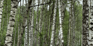 laikapstākļi Latvijā, laikapstākļu prognoze, lietusgāzes, pērkona negaiss, krusa, migla, ciklons, gaisa temperatūra, lietus prognoze, laiks brīvdienās