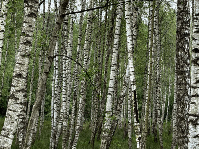 laikapstākļi Latvijā, laikapstākļu prognoze, lietusgāzes, pērkona negaiss, krusa, migla, ciklons, gaisa temperatūra, lietus prognoze, laiks brīvdienās