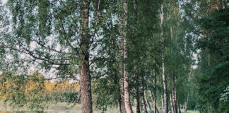 laikaprognoze Latvija, negaiss Latvijā, lietusgāzes, pērkona negaiss, ciklons, migla, vasaras laiks, laiks šonedēļ, gaisa temperatūra, trešdienas laikapstākļi, brīvdienu laiks