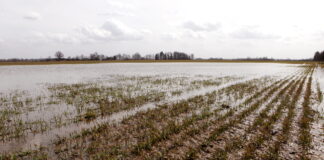 laiks un raža 2025, lauksaimniecība Latvijā, lietavas, kartupeļu raža, dārzeņu zaudējumi, Zemnieku saeima, Juris Lazdiņš, lauksaimnieku atbalsts