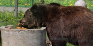 brūnais lācis, lāči Latvijā, lāču apdraudējums, Zemkopības ministrija, Armands Krauze, Balvu novads, Dabas aizsardzības pārvalde, lāču medības, dzīvnieku drošība, aizsargājama suga, lāči pie mājām, lāču populācija Latvijā