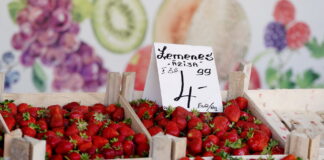 zemeņu raža Latvijā, applūduši zemeņu lauki, puve zemenēs, zemeņu sezona 2025, zemeņu kvalitāte, lauksaimniecības zaudējumi, Augusta zemenes,
