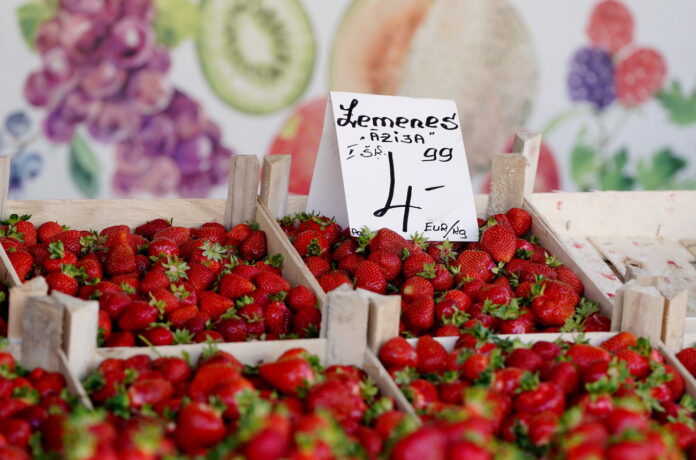 zemeņu raža Latvijā, applūduši zemeņu lauki, puve zemenēs, zemeņu sezona 2025, zemeņu kvalitāte, lauksaimniecības zaudējumi, Augusta zemenes,