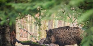 Svarīgi, Igaunija, vide, Āfrikas cūku mēris, mežacūka, vide, nomedījamo dzīvnieku kvotas