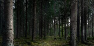 lācis Latvijas mežā, ko darīt ja satiec lāci, mežacūka sastapšana, čūska mežā, sēņotāju padomi, ogošana droši, savvaļas dzīvnieki Latvijā, vilks mežā, kā uzvesties mežā, dzīvnieku uzvedība mežā, Dabas aizsardzības pārvalde, lācis Ziemeļvidzemē, alnis uz ceļa, drošība mežā