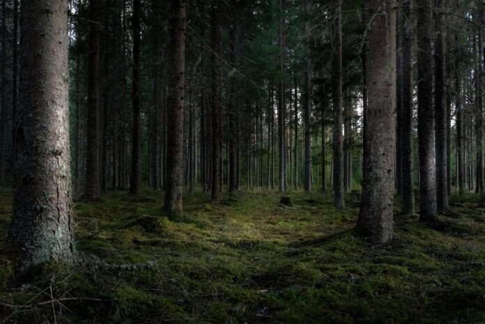 lācis Latvijas mežā, ko darīt ja satiec lāci, mežacūka sastapšana, čūska mežā, sēņotāju padomi, ogošana droši, savvaļas dzīvnieki Latvijā, vilks mežā, kā uzvesties mežā, dzīvnieku uzvedība mežā, Dabas aizsardzības pārvalde, lācis Ziemeļvidzemē, alnis uz ceļa, drošība mežā