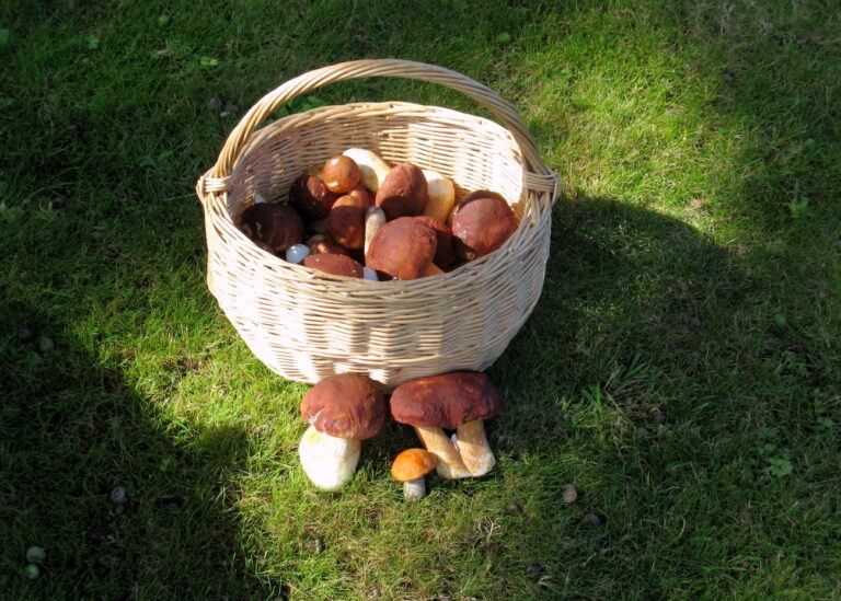 baravikas, baraviku receptes, marinētas baravikas, baraviku mērce, baraviku sezona Latvijā, sēņošana, receptes ar sēnēm, Latvijas meži, baraviku laiks, kā gatavot baravikas