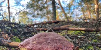 meteoroloģiskais rudens, rudens sākums Latvijā, laika prognoze Latvijā, lietus un vējš, temperatūra Latvijā, +24 grādi Latvijā, LVĢMC prognoze, rudens laiks, laiks nākamnedēļ