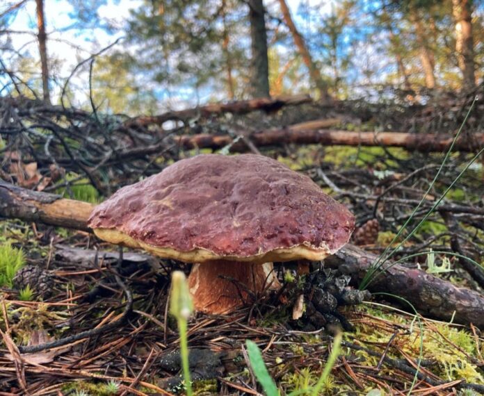 meteoroloģiskais rudens, rudens sākums Latvijā, laika prognoze Latvijā, lietus un vējš, temperatūra Latvijā, +24 grādi Latvijā, LVĢMC prognoze, rudens laiks, laiks nākamnedēļ