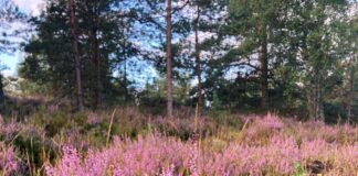 laika prognoze Latvija, pērkona negaiss, stipras lietusgāzes, laikapstākļi nedēļai, temperatūra +26 grādi, laiks otrdien, vasara Latvijā