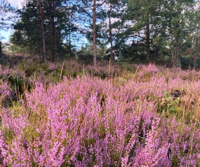 laika prognoze Latvija, pērkona negaiss, stipras lietusgāzes, laikapstākļi nedēļai, temperatūra +26 grādi, laiks otrdien, vasara Latvijā