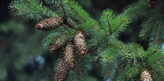 Svarīgi, Lielbritānija, egļu astoņzobu mizgrauzis, meža kaitēkļi, kaitēkļi, klimata pārmaiņas, Eiropa, globālā sasilšana
