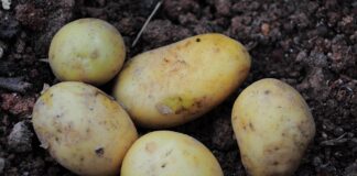 Svarīgi, Igaunija, lauksaimniecība, Eiropas Komisija, atbalsts lauksaimniecībai, lietavas, ārkārtas situācija lauksaimniecībā,