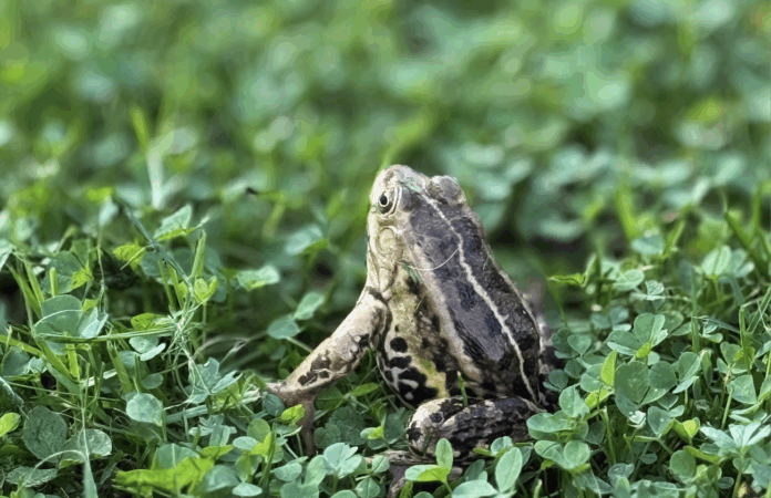 laika prognoze, brīvdienu laiks, pirmās salnas, temperatūras kritums, silts septembris, rudens sākums, nedēļas laikapstākļi, meteorologi, anticiklons, Latvija