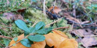 laikapstākļi, prognoze, lietus, pērkona negaiss, vējš, brāzmas, siltas brīvdienas, rudens vēsums, salnas, gaisa temperatūra Latvijā