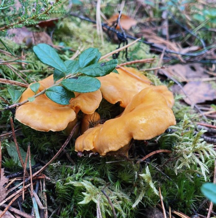 laikapstākļi, prognoze, lietus, pērkona negaiss, vējš, brāzmas, siltas brīvdienas, rudens vēsums, salnas, gaisa temperatūra Latvijā
