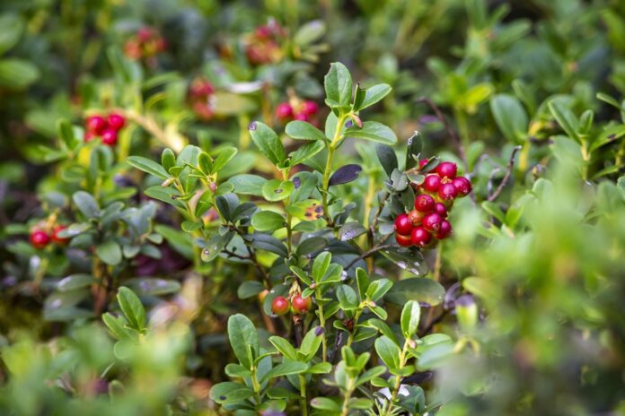 brūklenes, brūkleņu receptes, brūkleņu ievārījums, brūkleņu dzēriens, brūkleņu saldēšana, rudens ogas, veselīgas ogas, vitamīnu avots, meža ogas, brūkleņu mērce