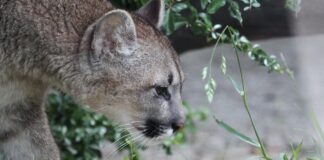 Svarīgi, Igaunija, savvaļas dzīvnieki, puma, kaķveidīgie, pieradināti dzīvnieki, privātie zoodārzi, zoologi
